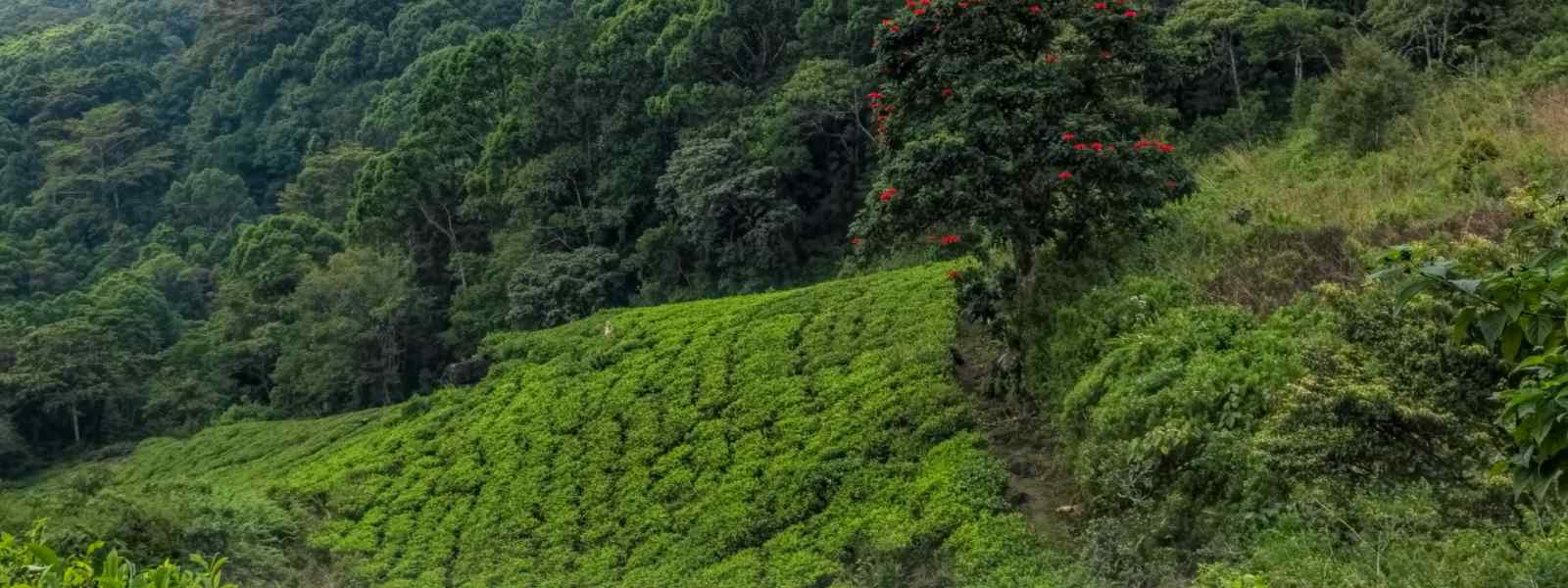 තවත් වනාන්තර 20ක් අද රක්ෂිත බවට පත් කරයි.